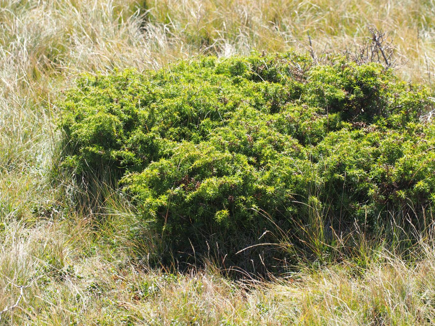 Juniper, 'Dwarf' plant